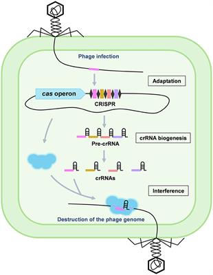 Harnessing the CRISPR-Cas Systems to Combat Antimicrobial Resistance